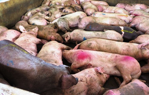 Lợn lại ùn ùn được chở lậu mủ sang Trung Quốc