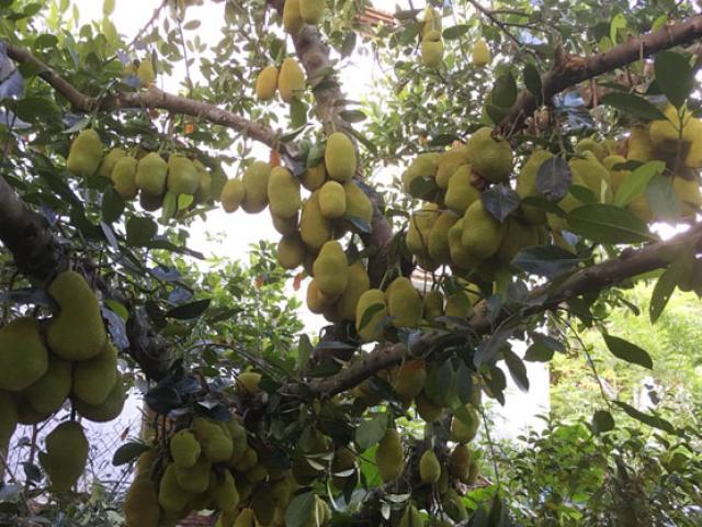 Kinh ngạc cây mít 500 trái mọc trĩu trịt từ gốc đến ngọn
