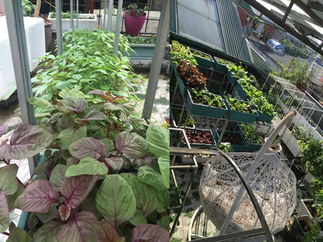 Một năm trồng rau ngập vườn của mẹ 8x Hà thành